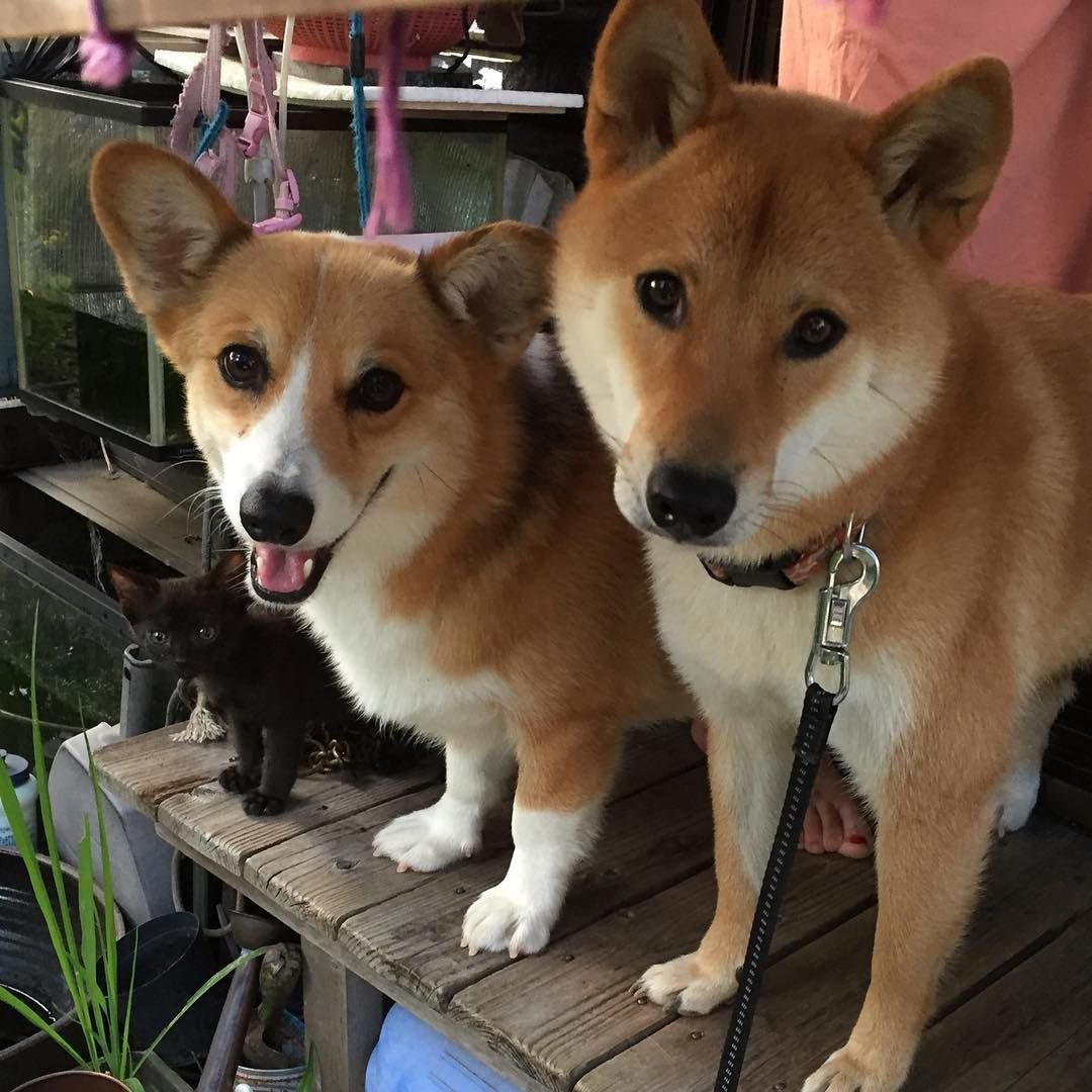 Сиба ину и вельш корги