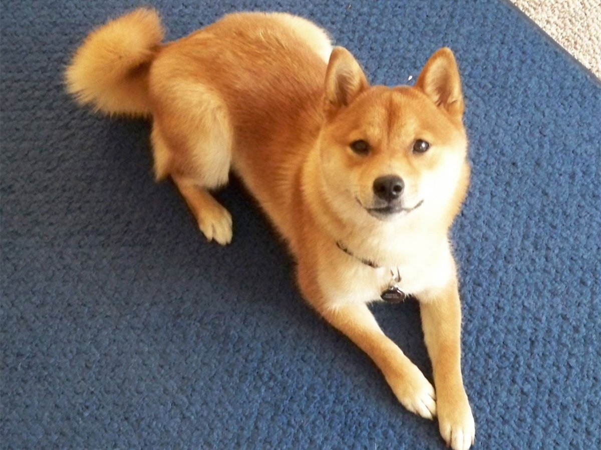 Метисы сиба ину щенки