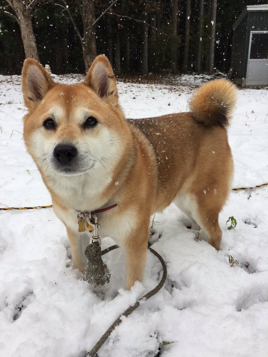 Метис корги и сиба ину