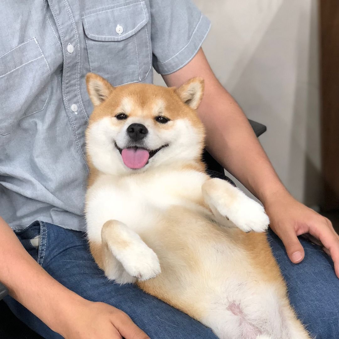 Метис акиты и корги