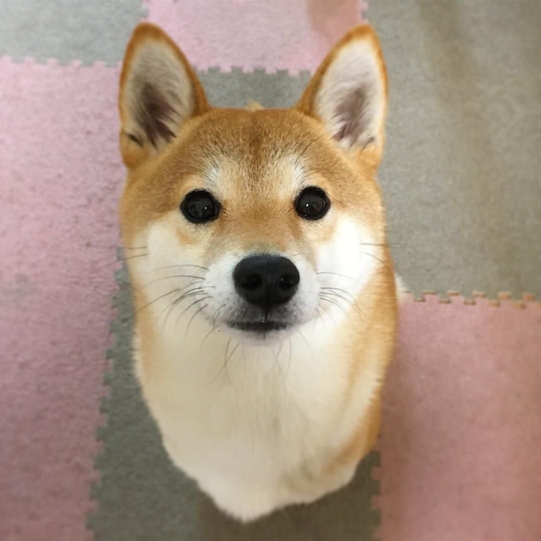 Метис корги и сиба ину