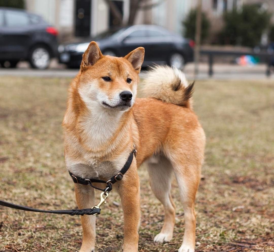 Сиба ину хвост