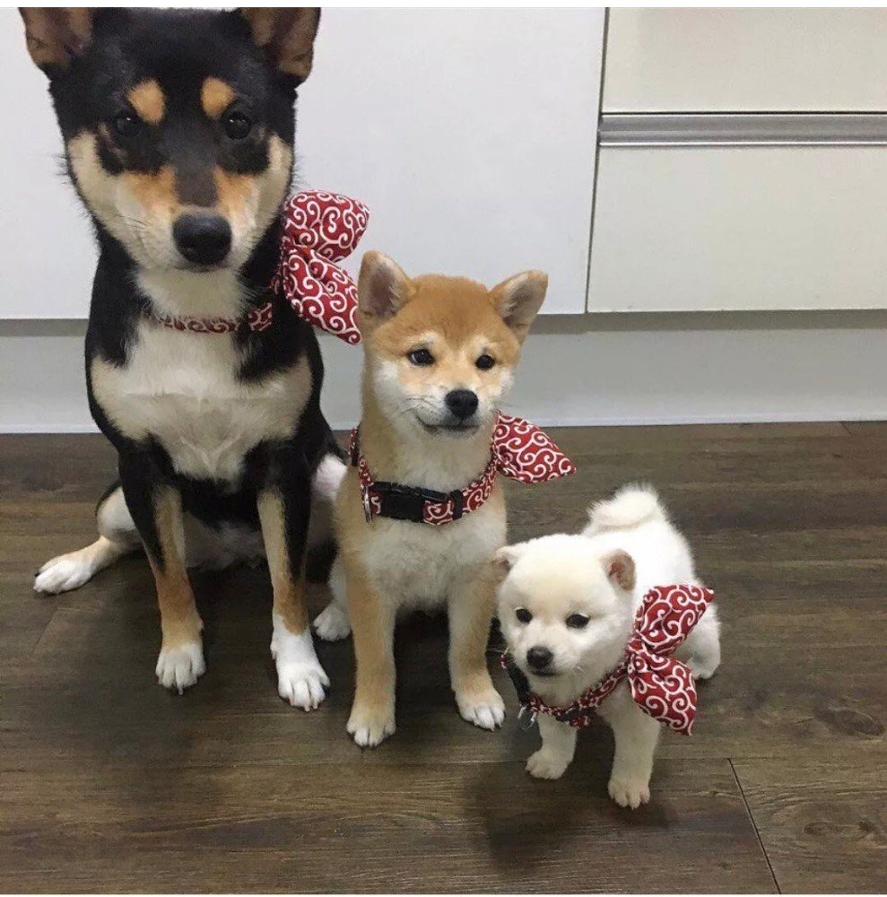 Сиба ину и Джек Рассел