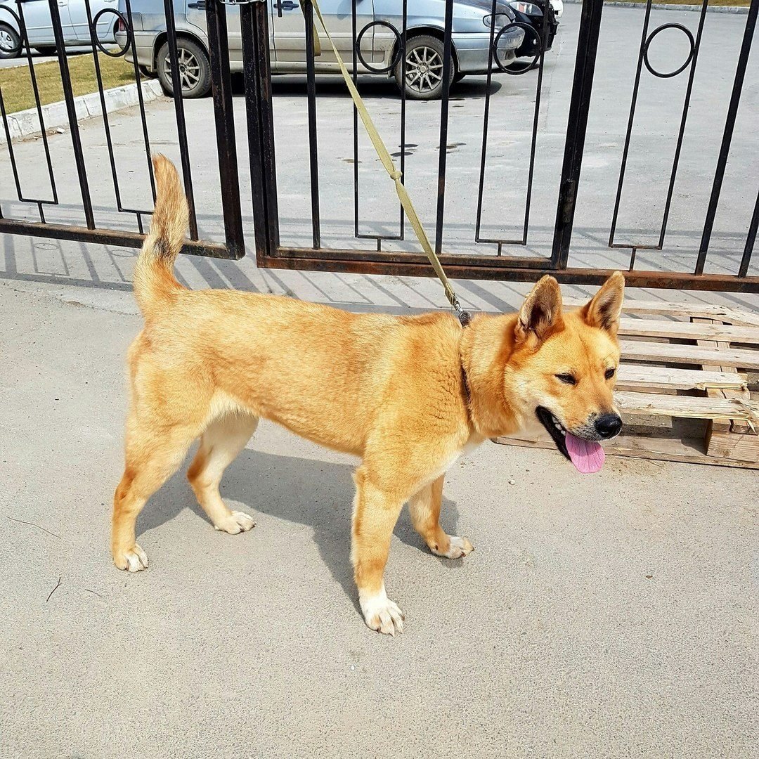 Метис сиба ину и овчарки