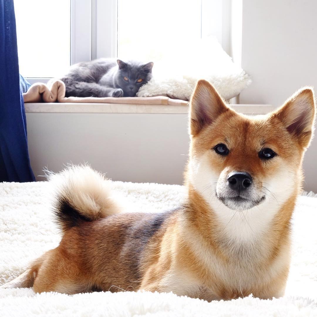 Шиба корги порода собак