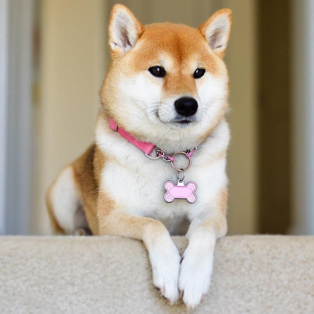 Сиба ину флаффи