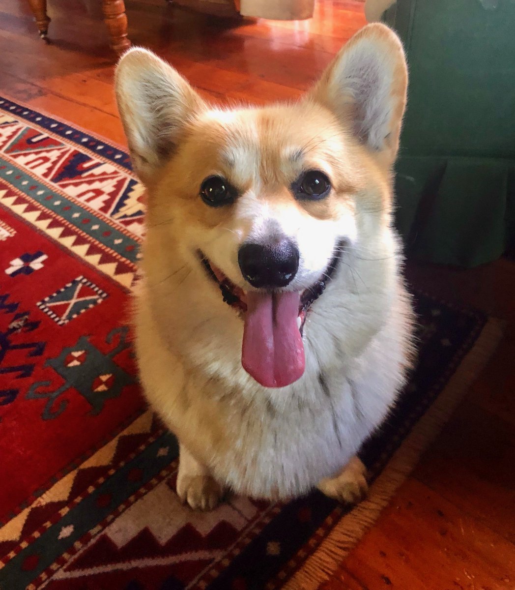 Вельш корги и хаски