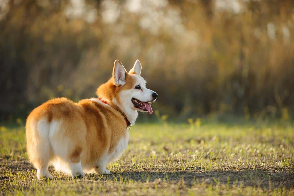 Худой корги пемброк