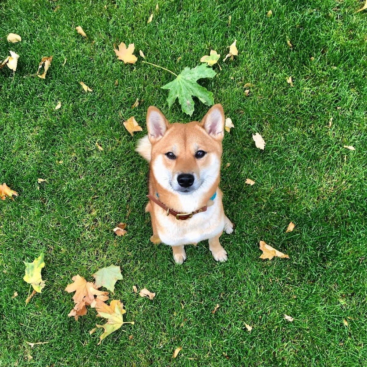 Сиба ину и корги