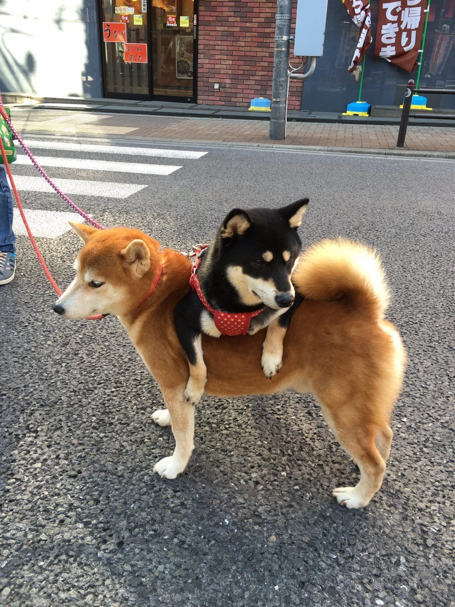 Корги и хаски и сиба ину