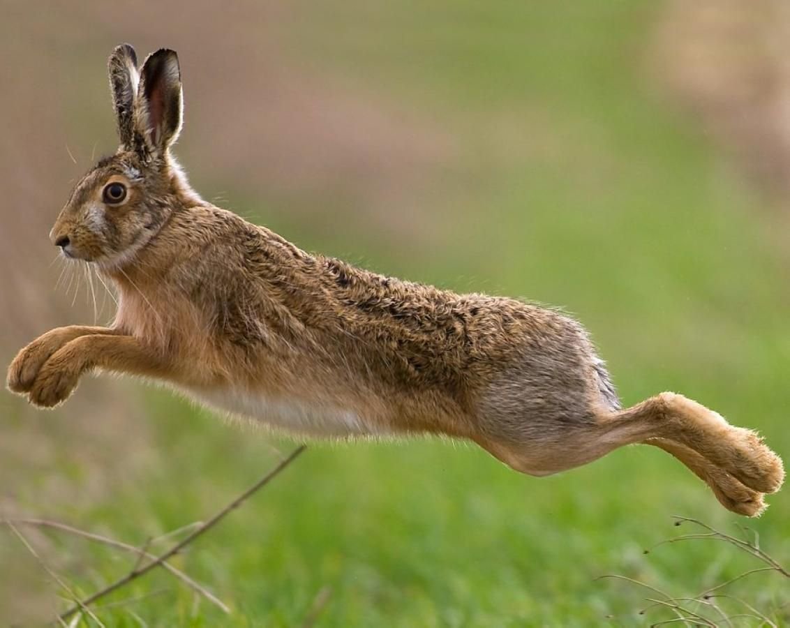 Заяц в прыжке