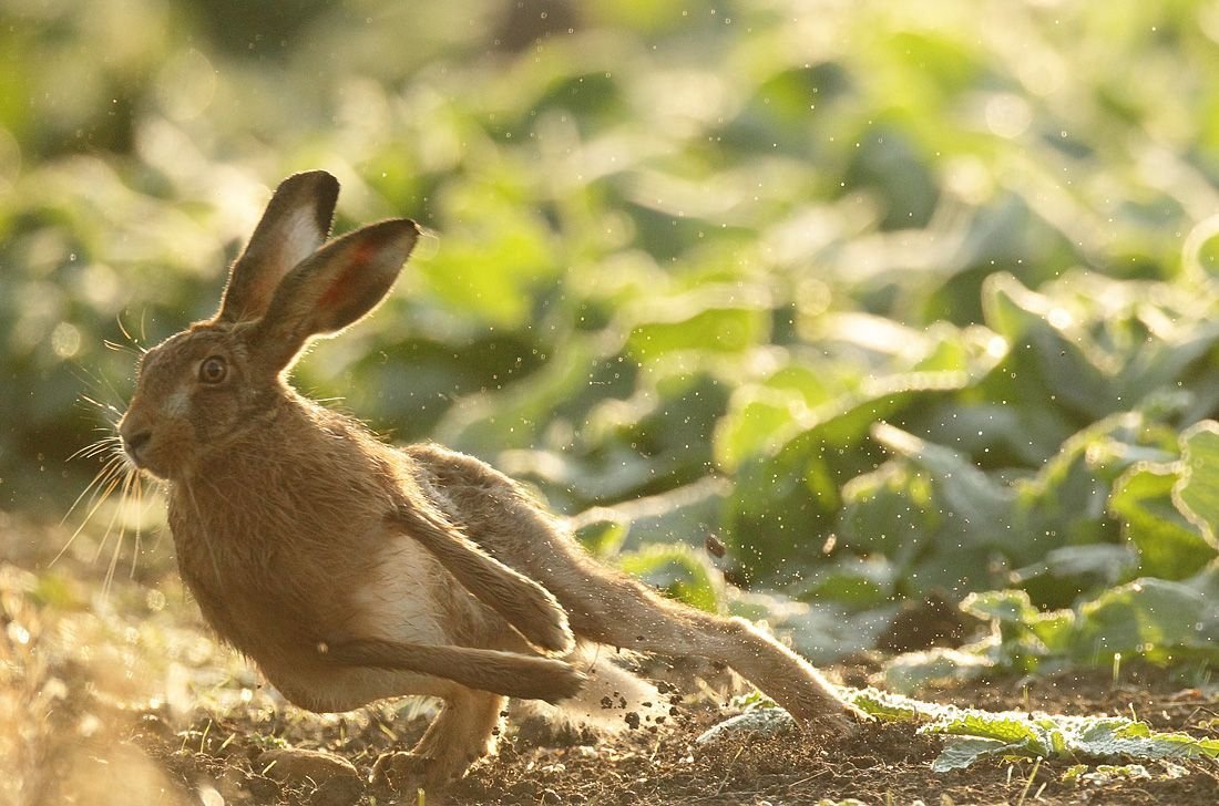 Заяц Русак бежит
