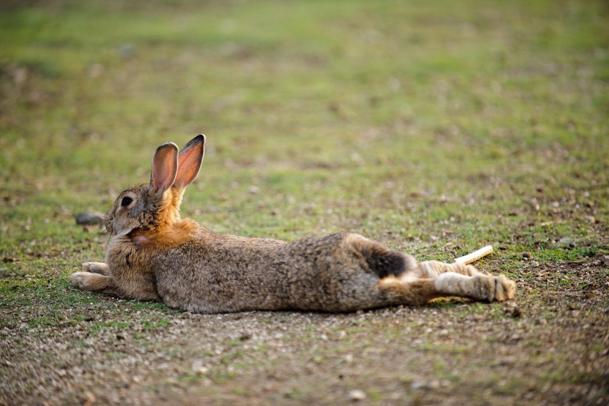 Окинасима остров кроликов