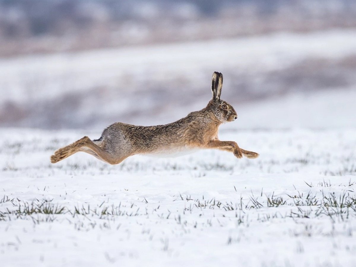 Заяц Русак бежит