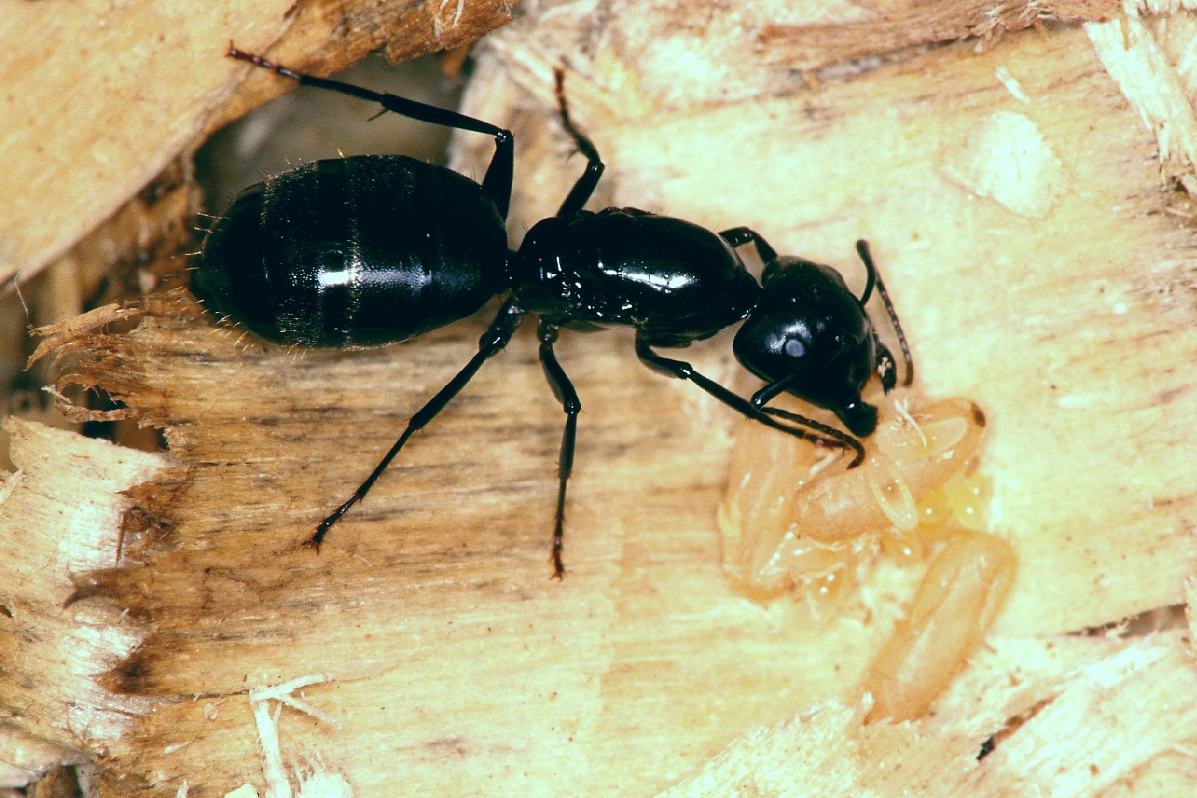 Чёрный муравей-древоточец. Большой черный муравей древоточец. Японский муравей-древоточец. Муравей большой черный садовый.
