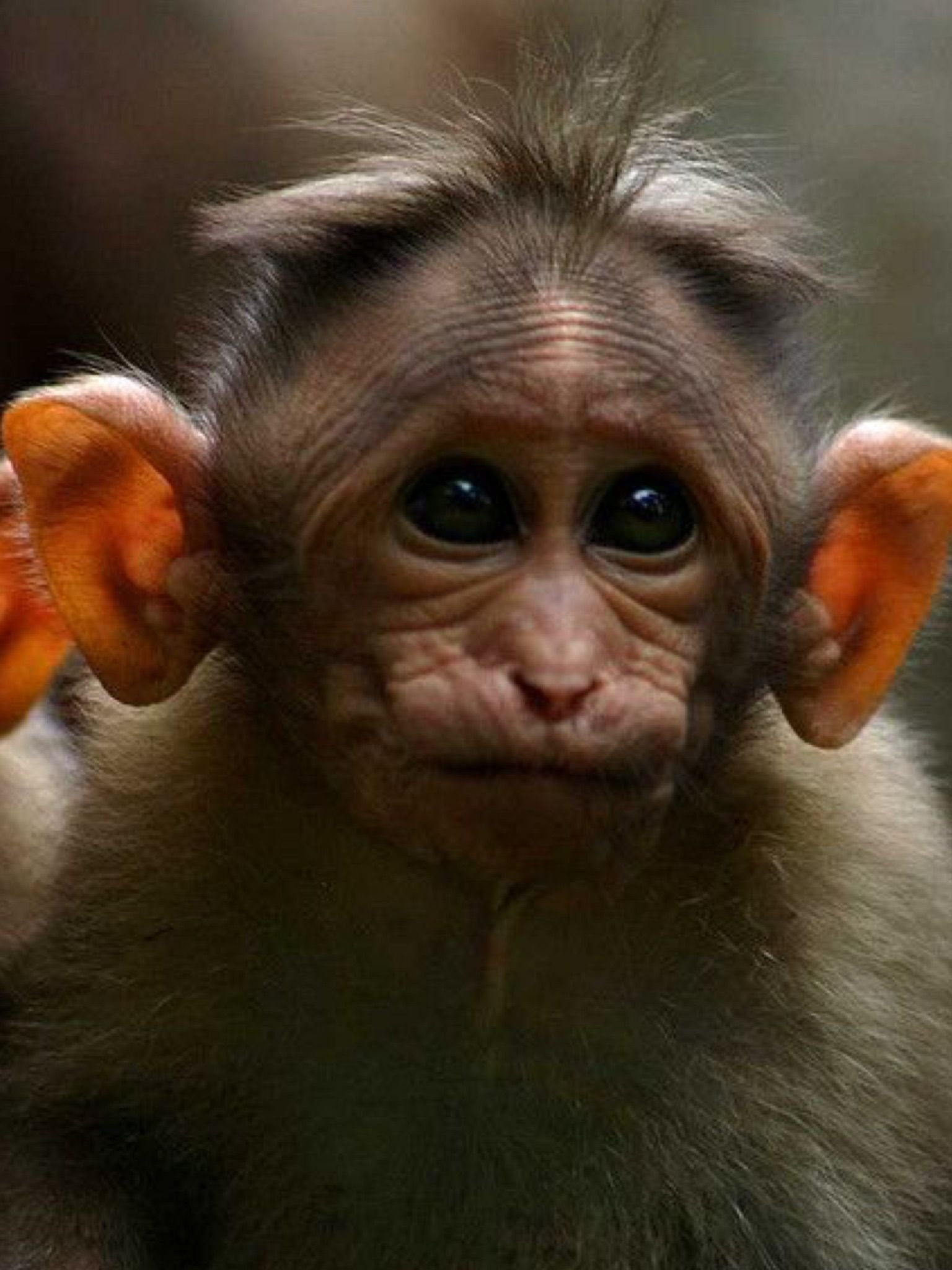 Фото смешной обезьянки. Смешные обезьяны. Ушастая обезьяна. Забавные обезьянки. Ушастая мартышка.