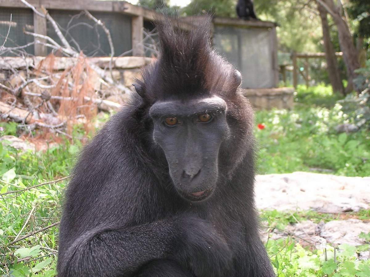 Хохлатый павиан