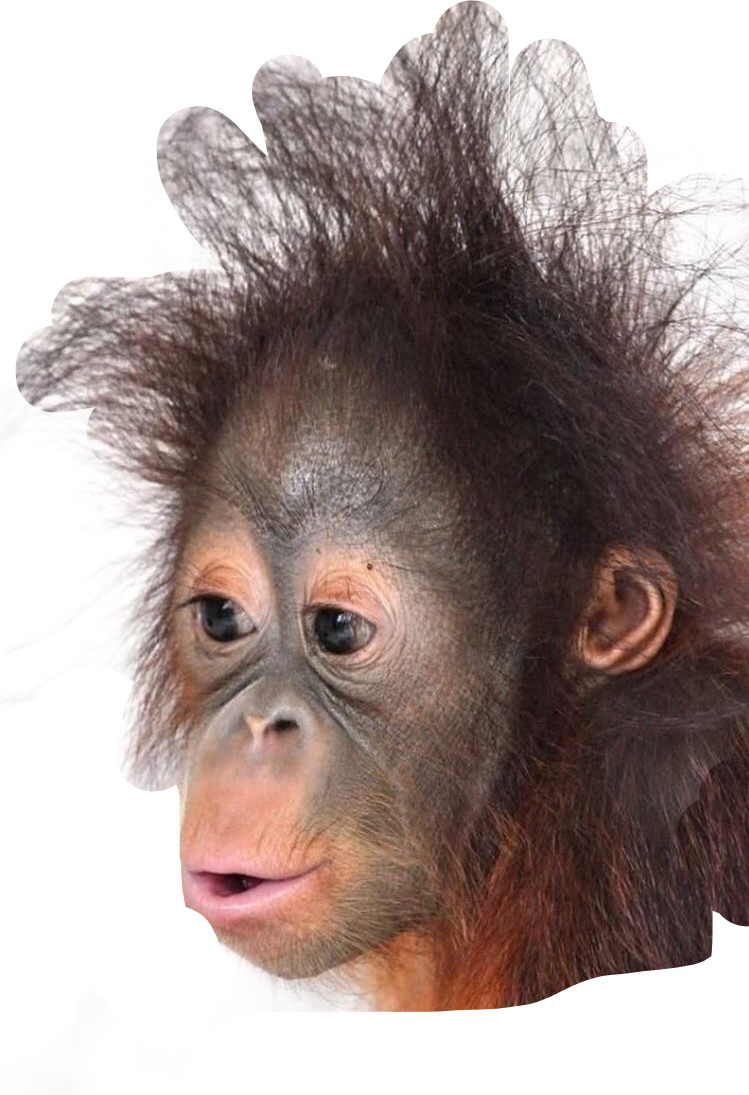 Обезьяна с хохолком