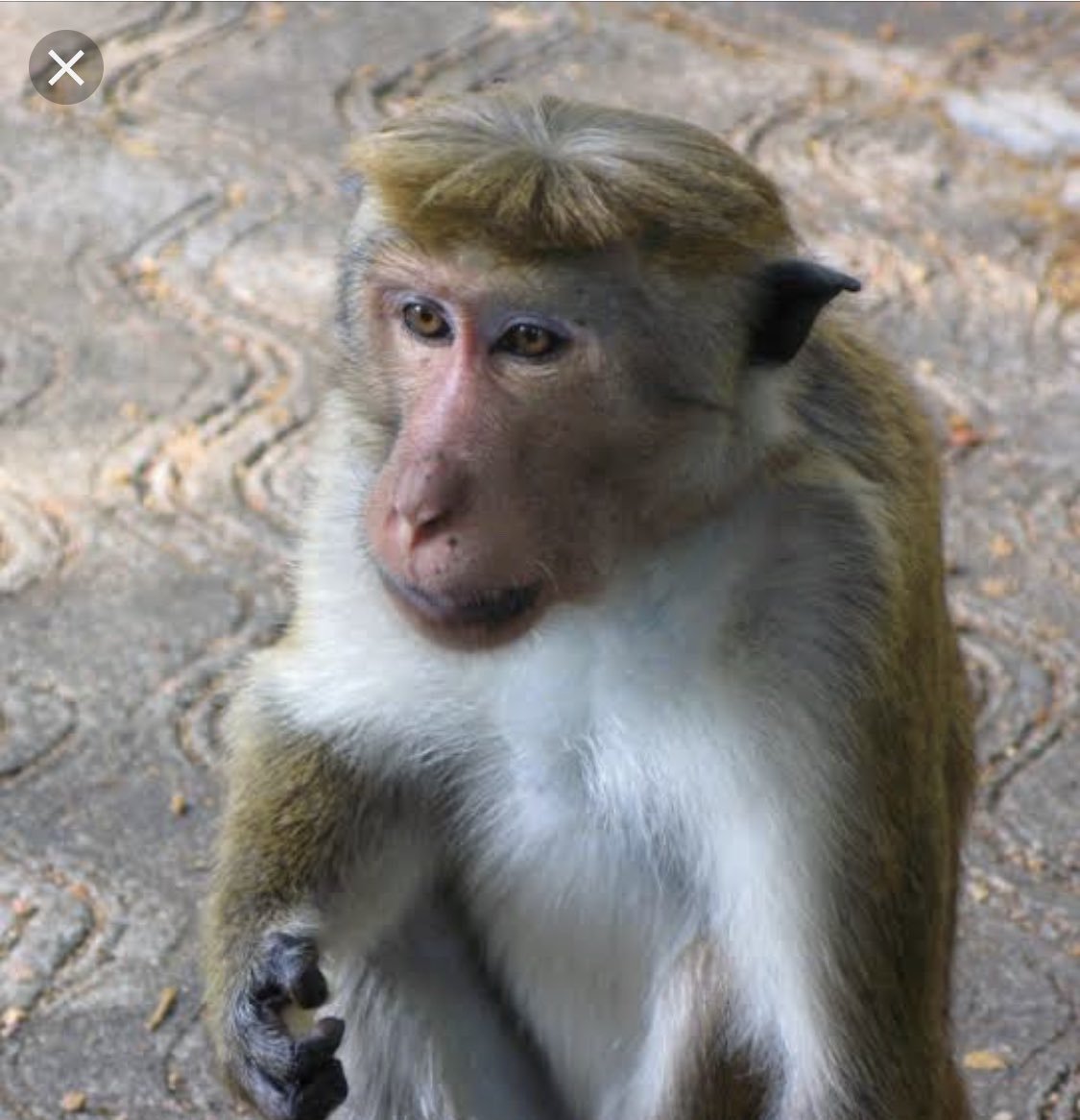 Обезьяна с прической