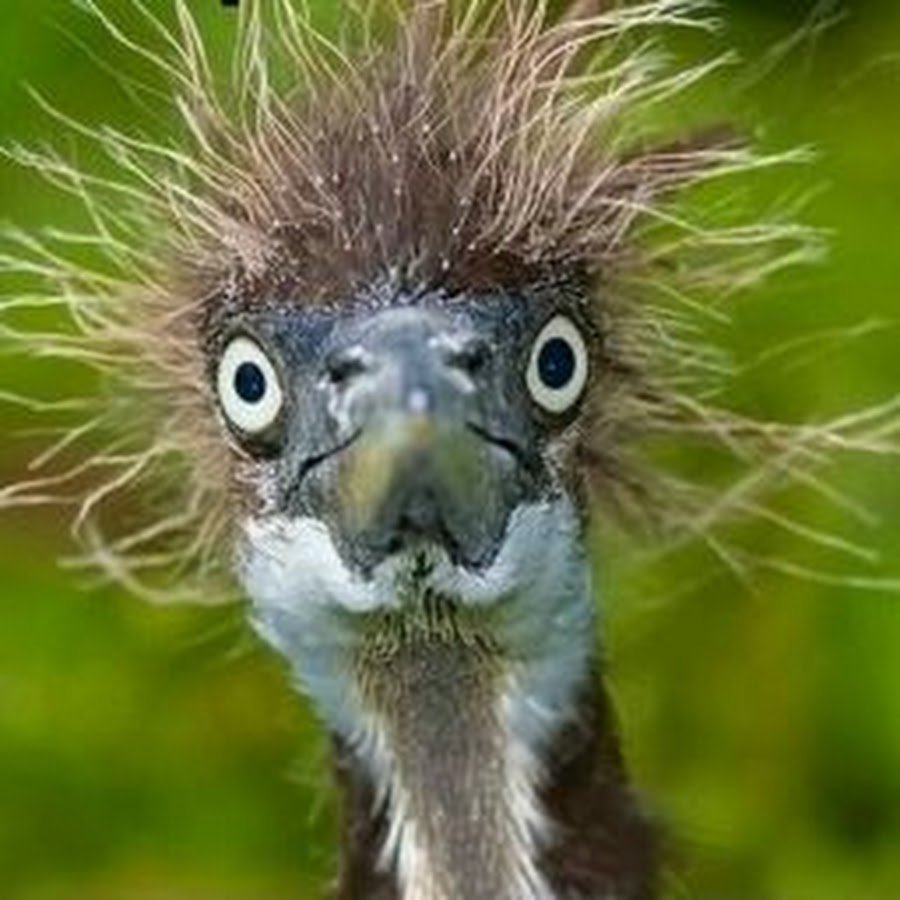 Взъерошенный птенец