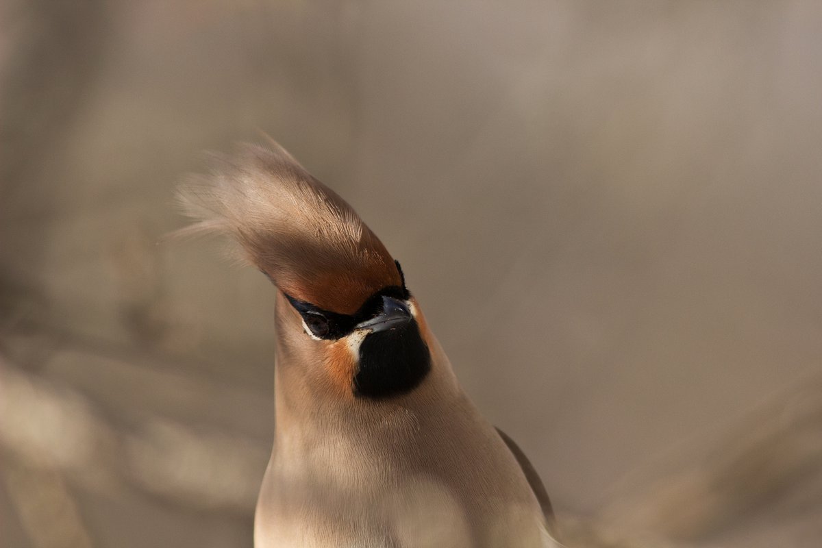 Белая птица с хохолком на голове
