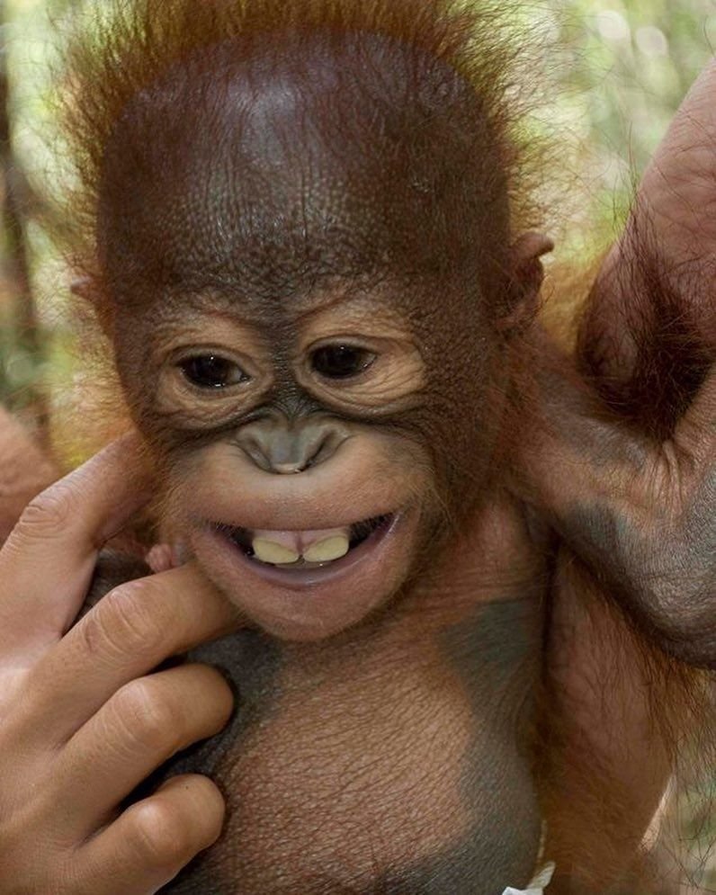 Обезьянка улыбается