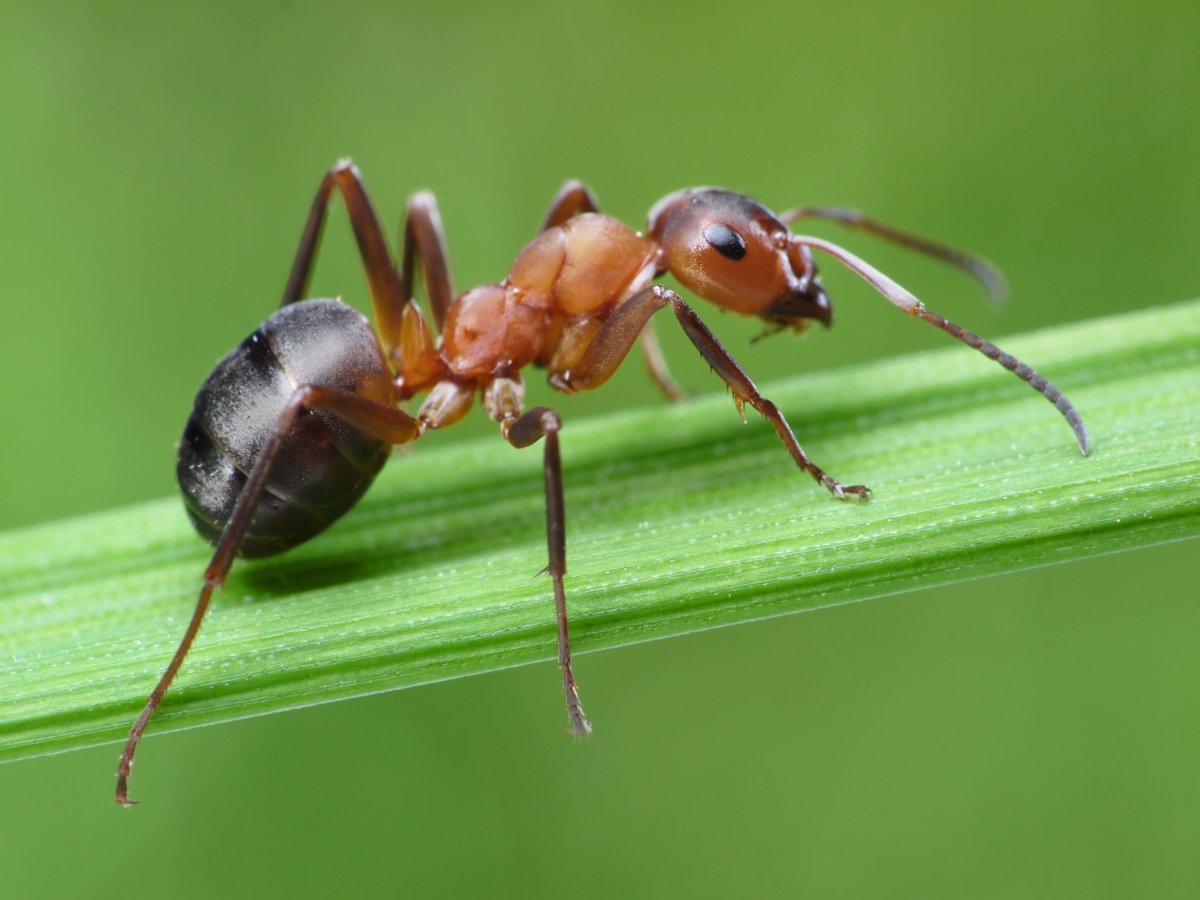 Красный муравей вблизи