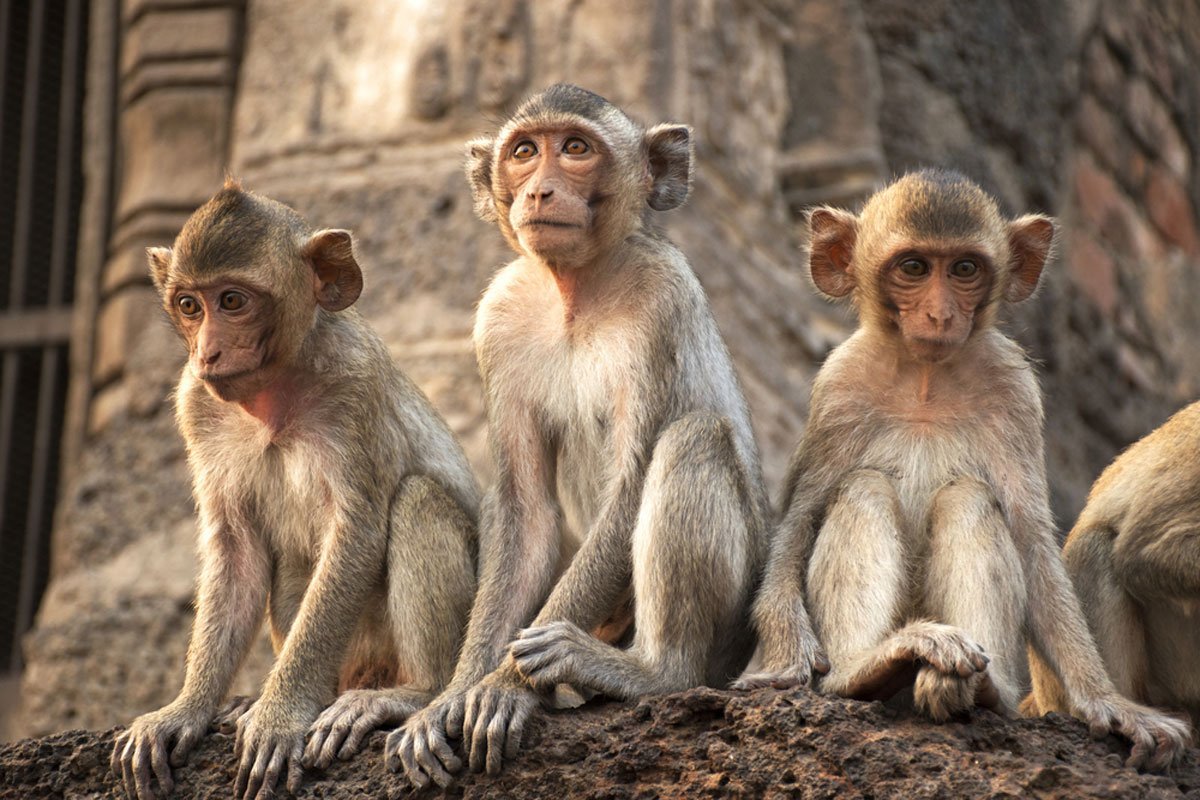 Четыре обезьяны