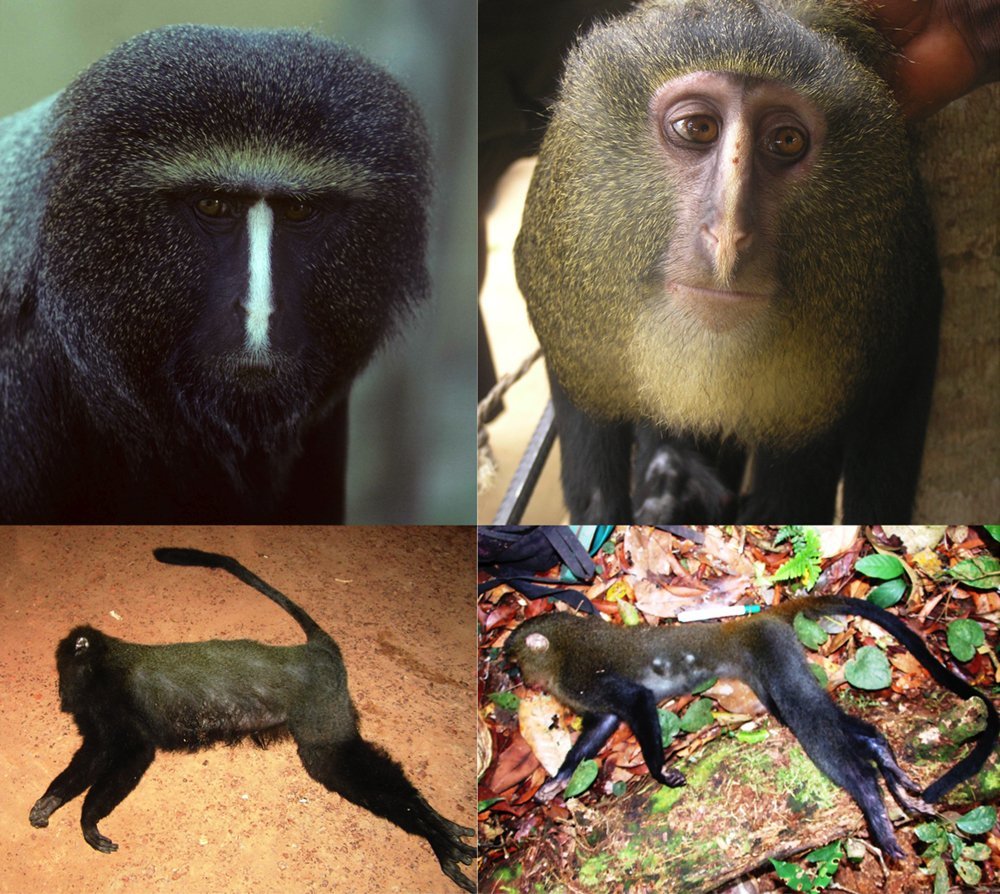 Мартышка лесула