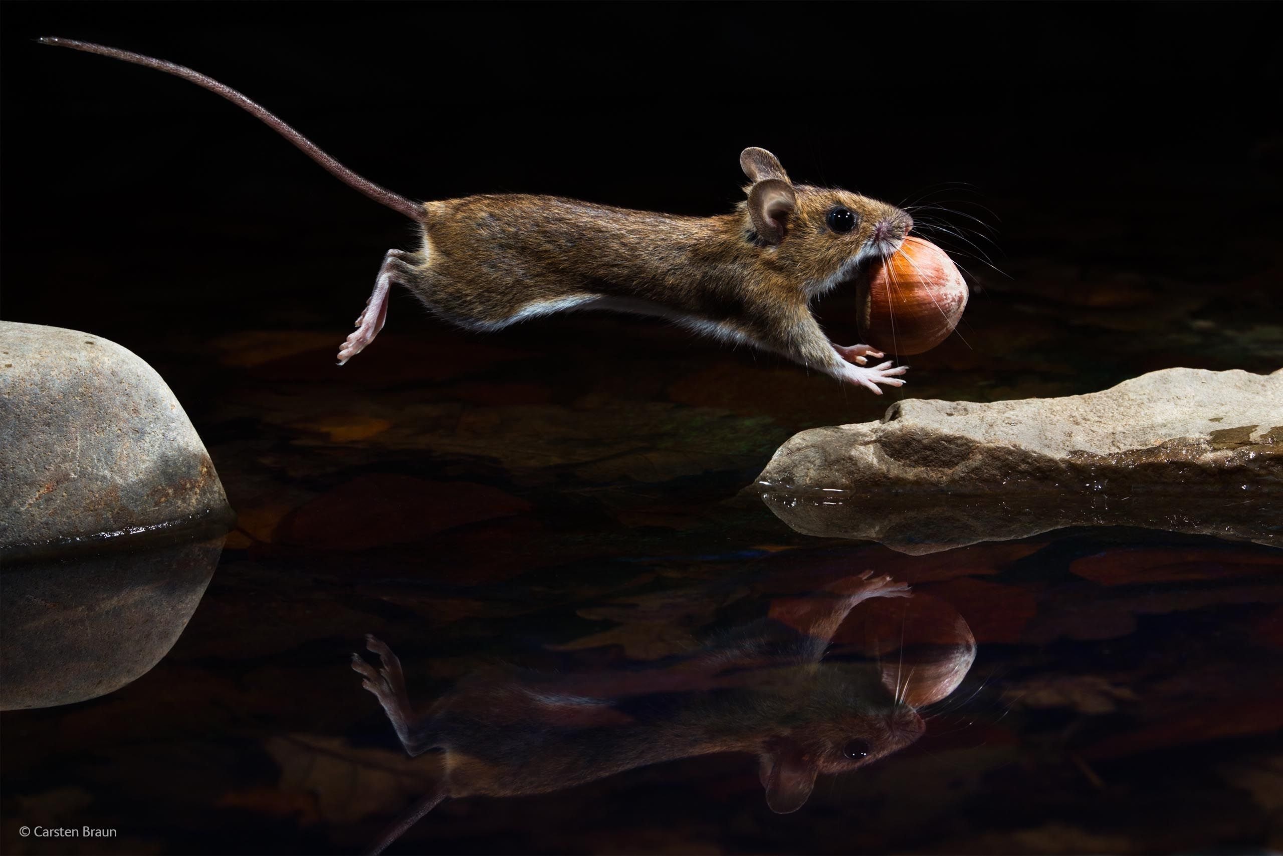 Мышь в воде. Щур крыса. Африканская тростниковая крыса. Кенгуровая крыса. Крыса в природе.