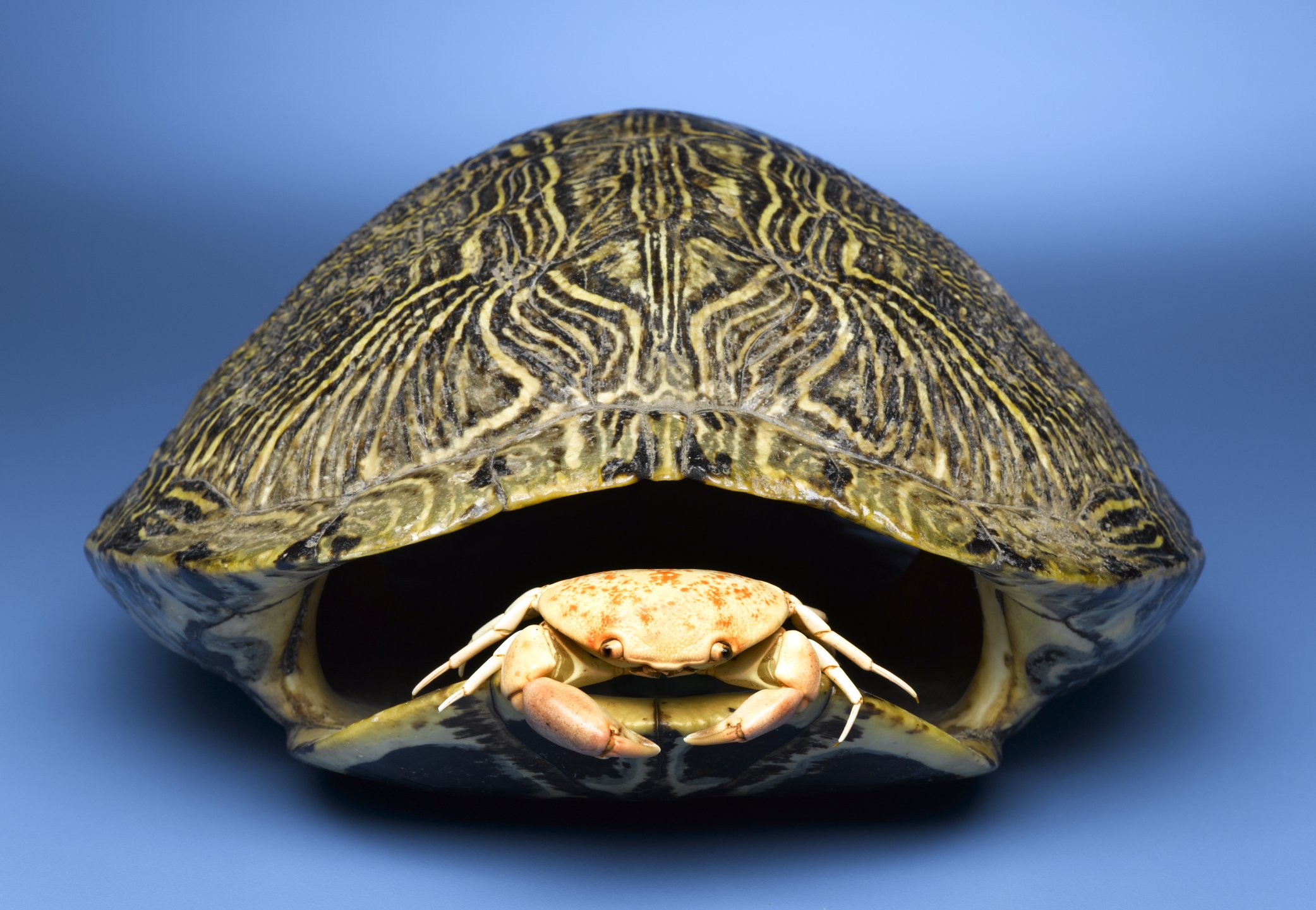 Turtle shell. Черепаха Матамата панцирь. Панцирь черепахи. Панцирь черепах. Черепаший панцирь.