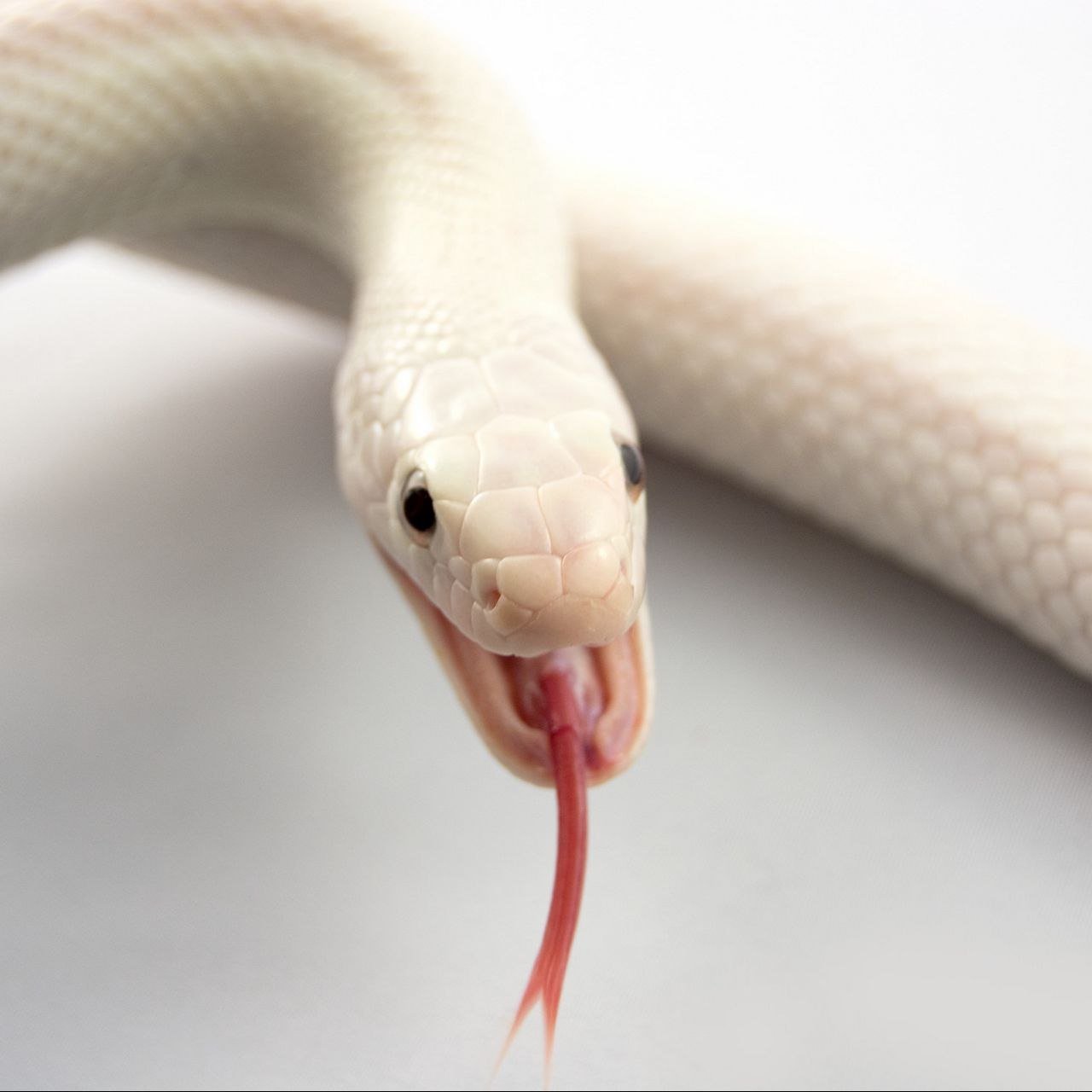 Какое тело у змеи. Королевская Кобра альбинос. Змея альбинос. Язык змеи. Змея с языком.