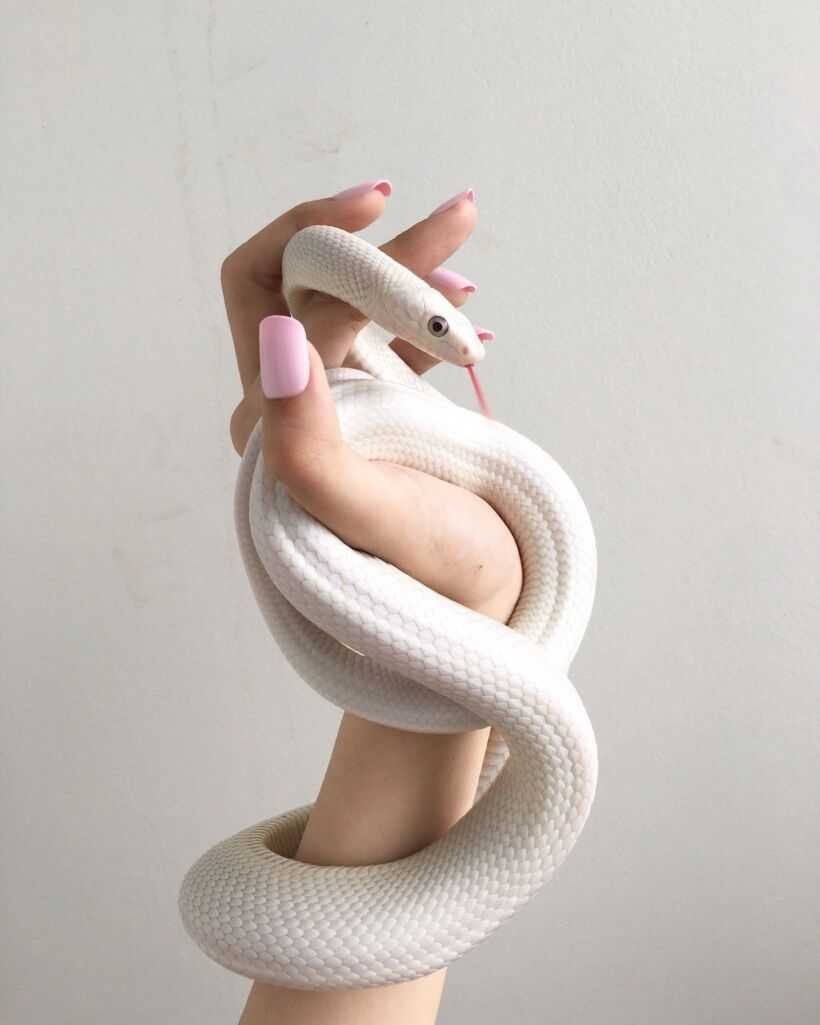 Змея Эстетика