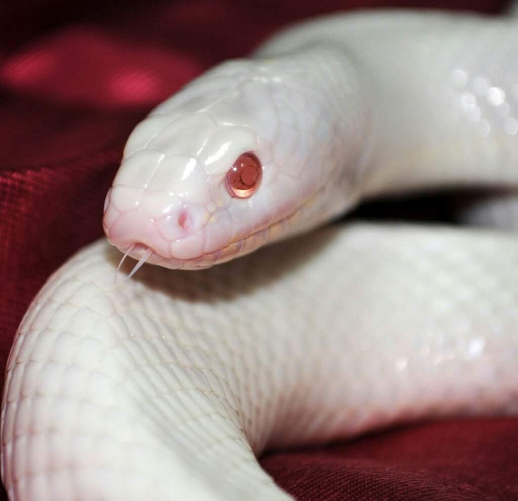 Белая змея с красными глазами