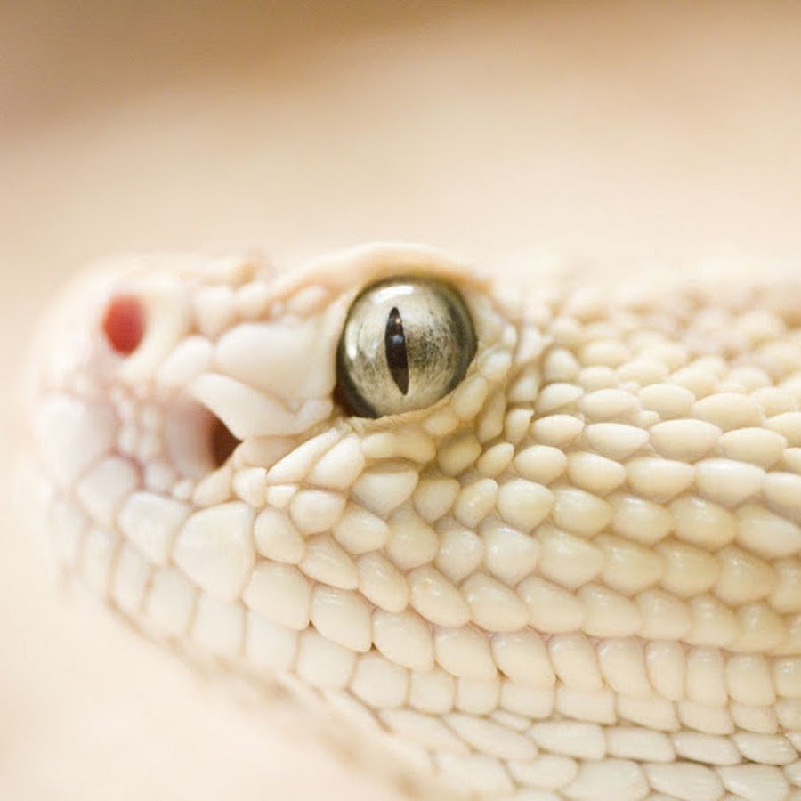 Змея на подушке с красными глазами