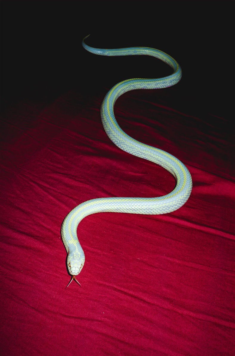 Белая змея