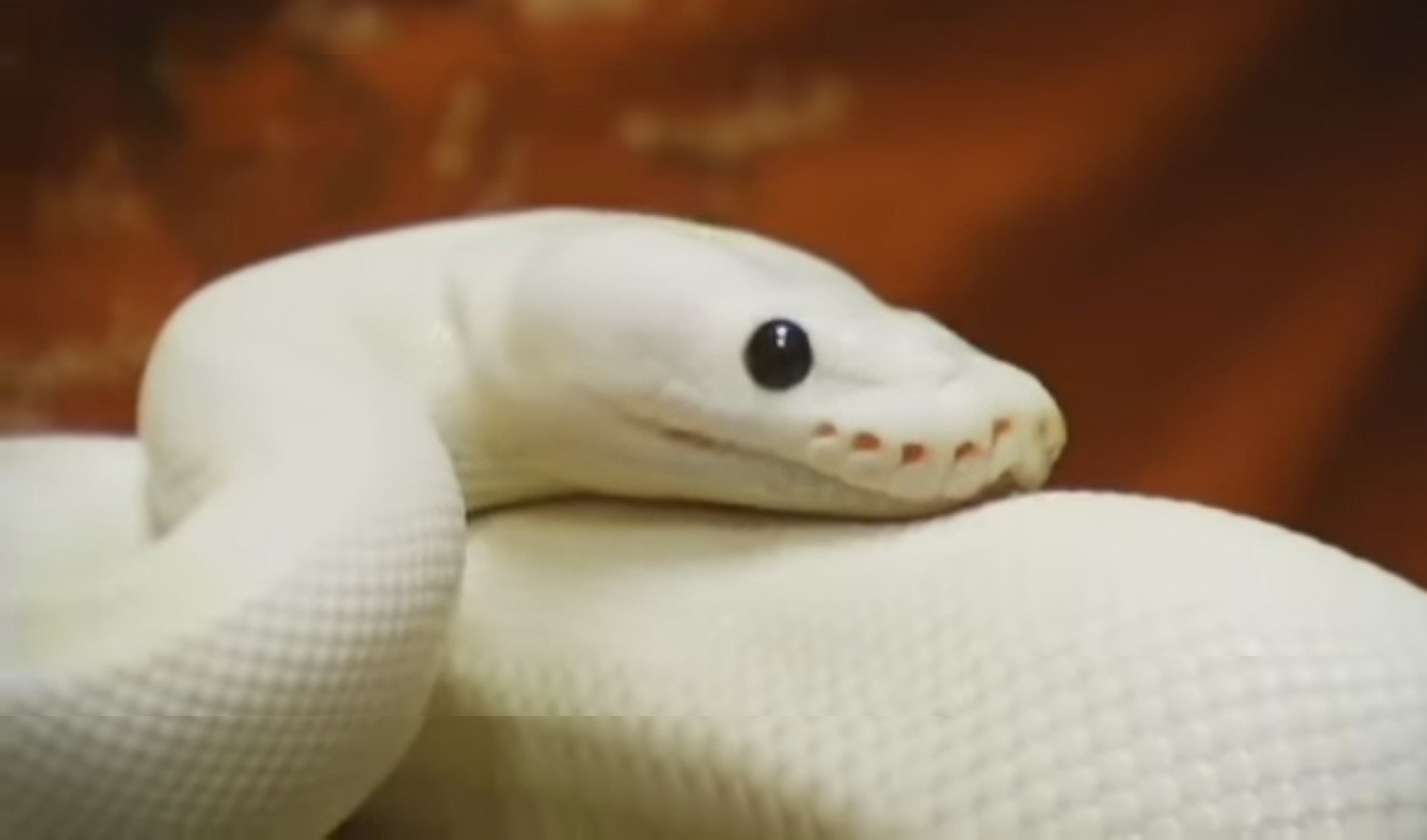 Слушать про змею. Чёрная мамба змея альбинос. Черная мамба альбинос. Белая змея 3. Белая змея с красными глазами.