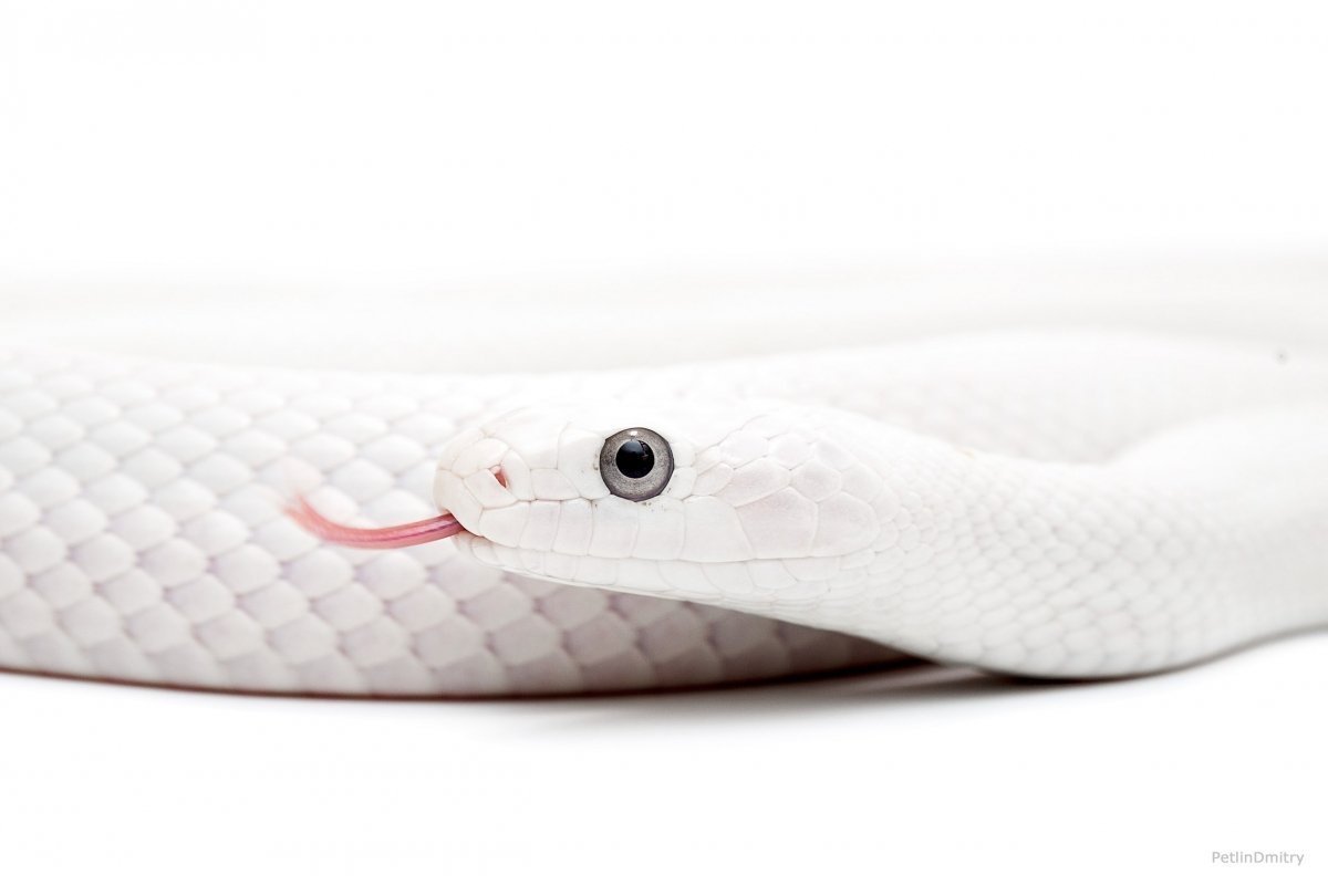 Чёрная мамба альбинос