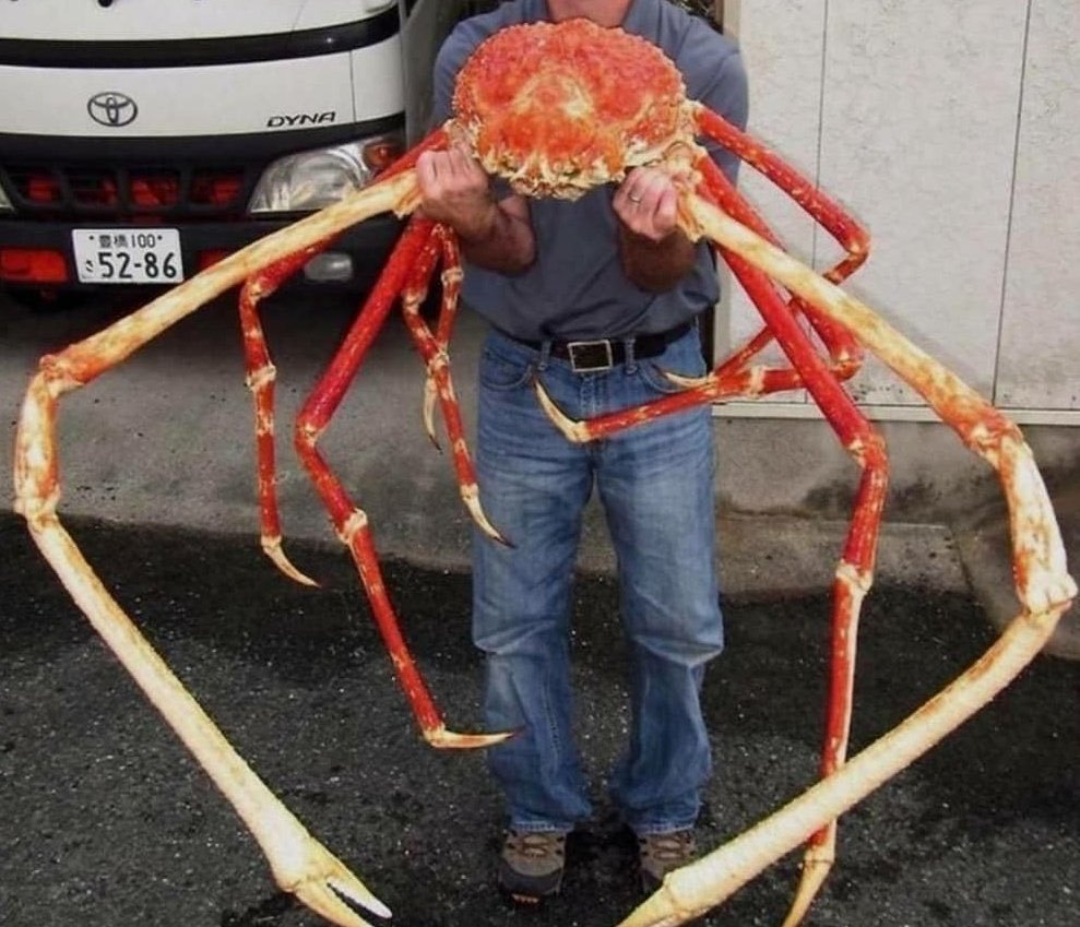 Гигантский крабовый паук heteropoda