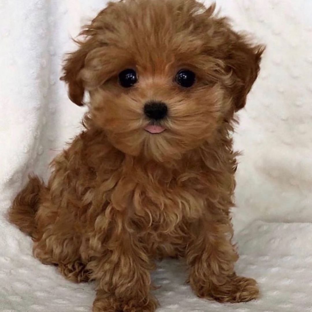 Мальтипу рыжий