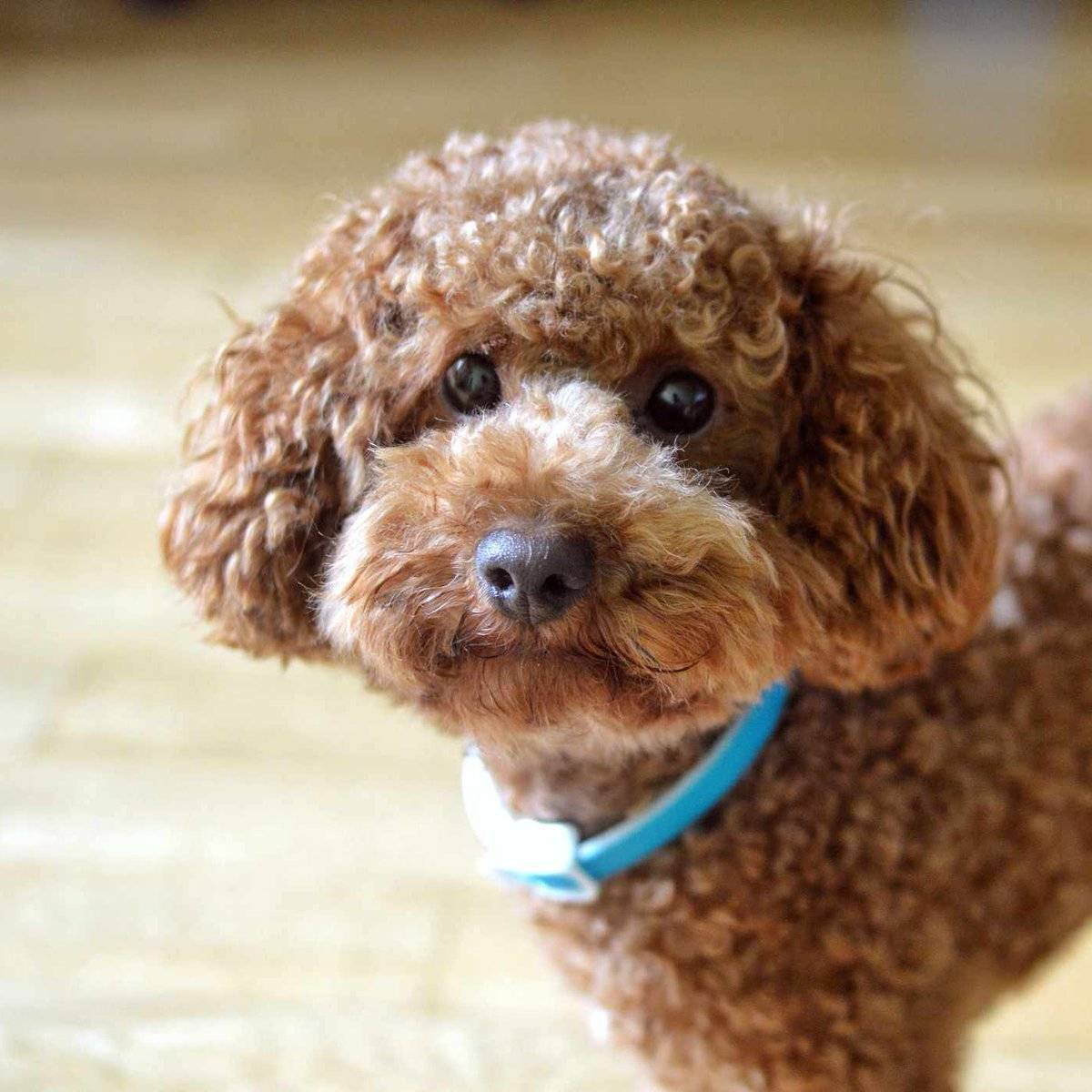 Toy Poodle собака