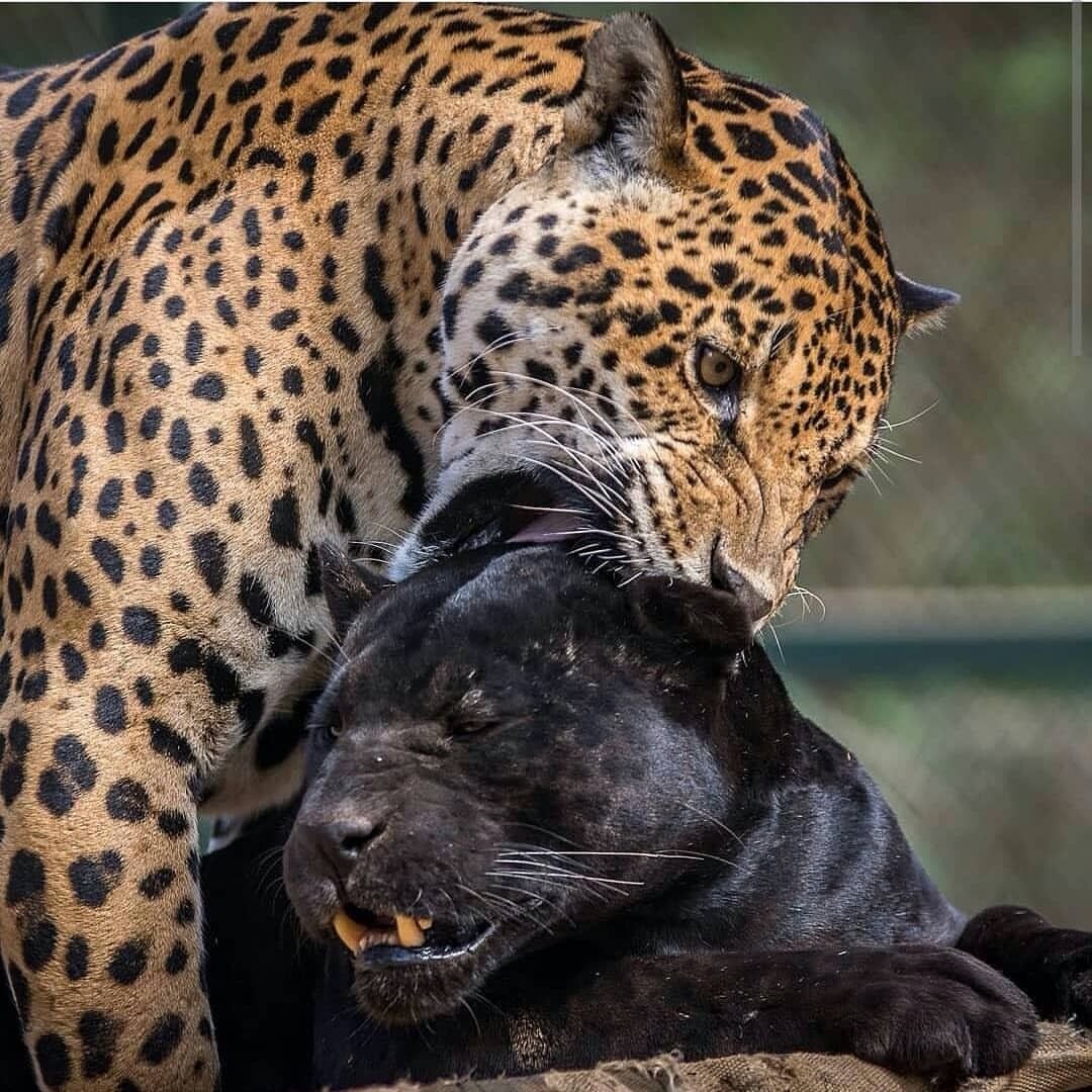 Леопард Ягуар пантера