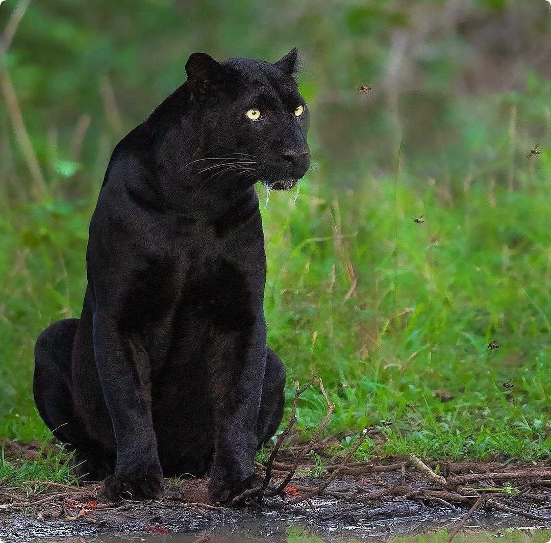 Ягуар меланист самец