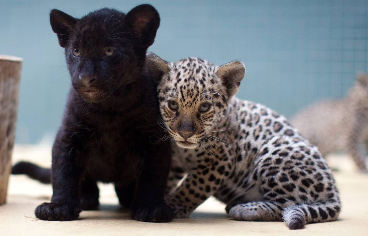 Черный пятнистый Ягуар