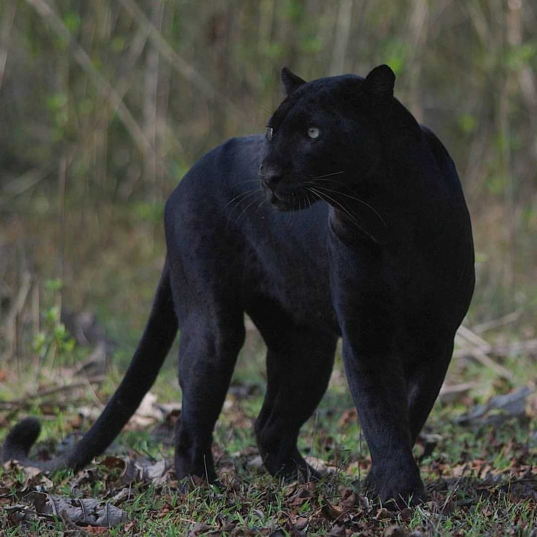 Черная пантера