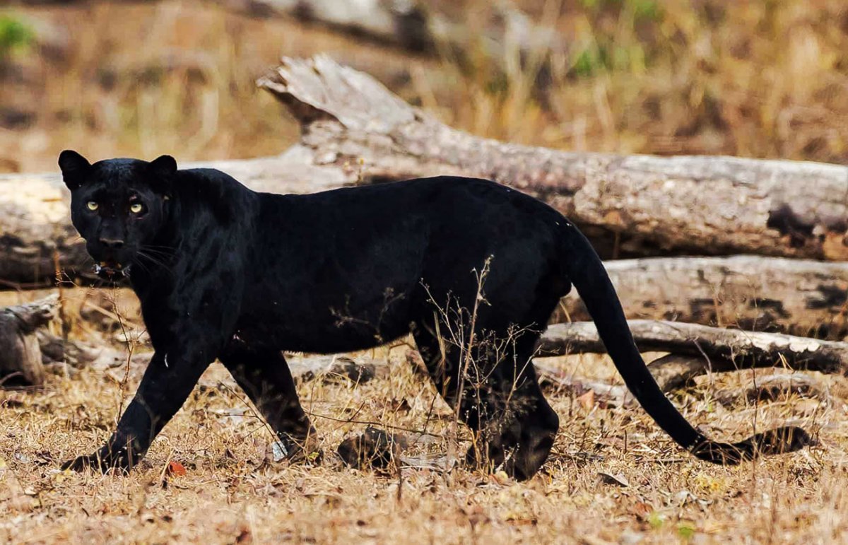 Пантера в Африке