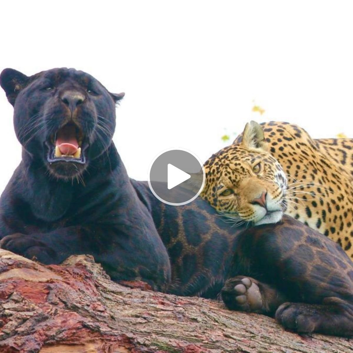 Пантера фото