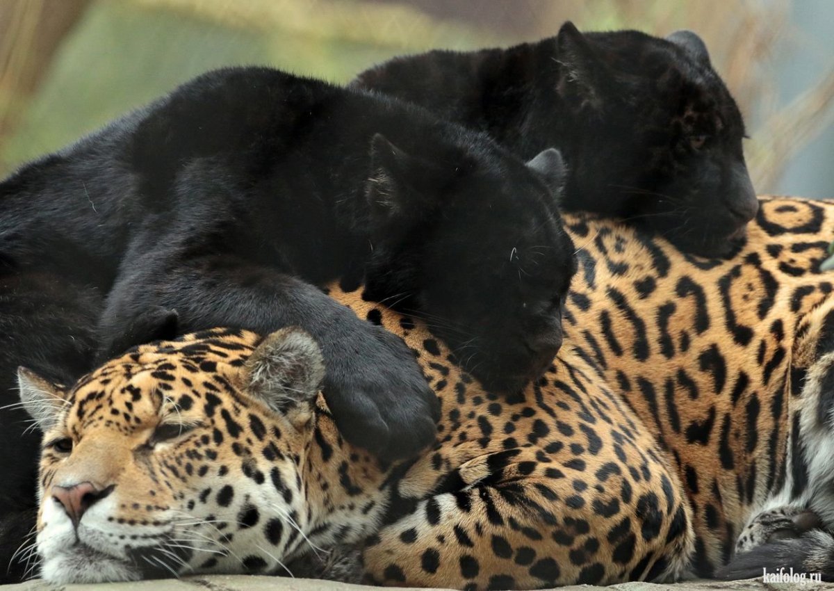 Дальневосточный леопард меланист