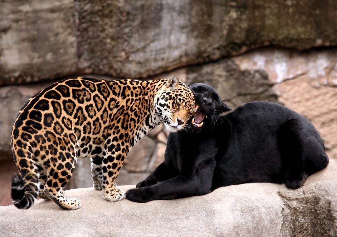 Тигры пантеры леопарды