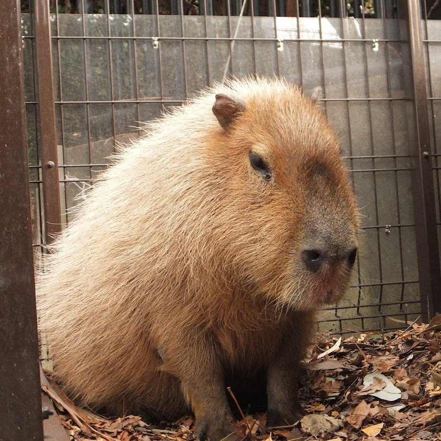 Капибара вес